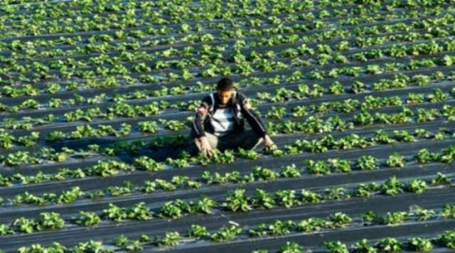 Καταγγελίες για «Μανωλάδα» στο Λαχανά Θεσσαλονίκης