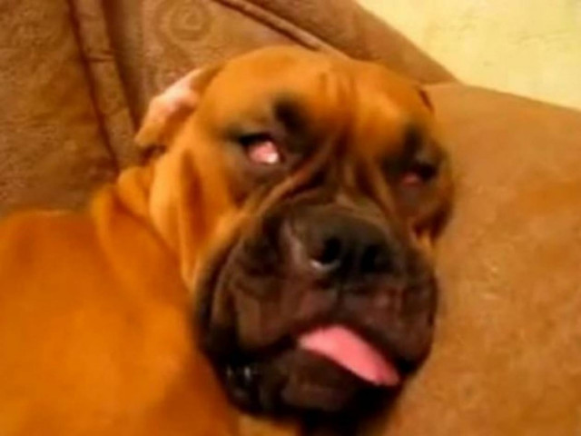 Απίθανο βίντεο: Βλέπω όνειρο μην με ξυπνάτε...