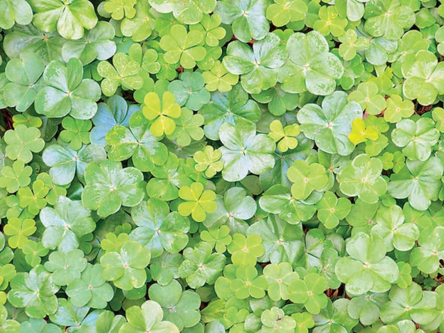 Από που βγήκε η φράση «ζήσε Μάη μου να φας τριφύλλι»