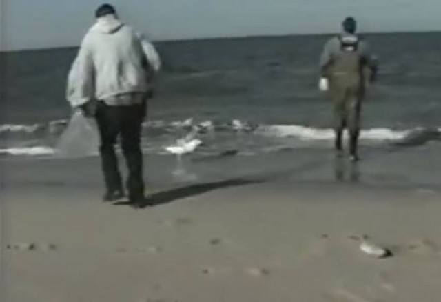 Ο γλάρος προτιμά τα ψάρια φιλεταρισμένα...