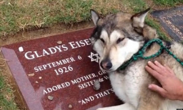 Συγκλονιστικό βίντεο:Σκύλος κλαίει πάνω από τον τάφο του αφεντικού του