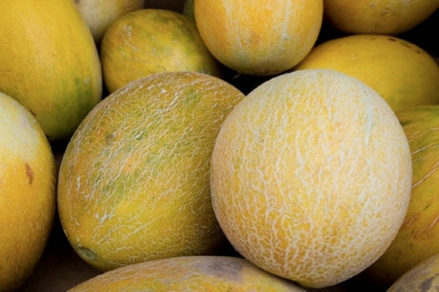 Ισπανία: Έκρυβαν 32 τόνους χασίς ανάμεσα στα πεπόνια