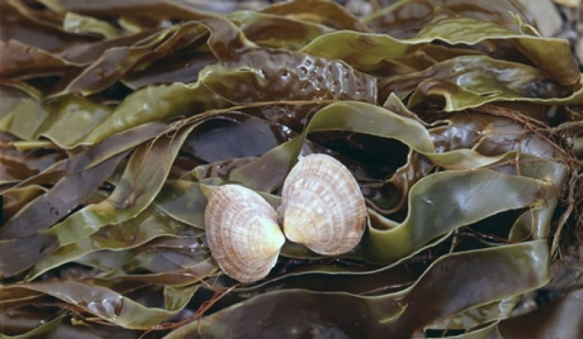 Τα φύκια μπορεί να μετατρέψουν τη Βαλτική θάλασσα σε βάλτο