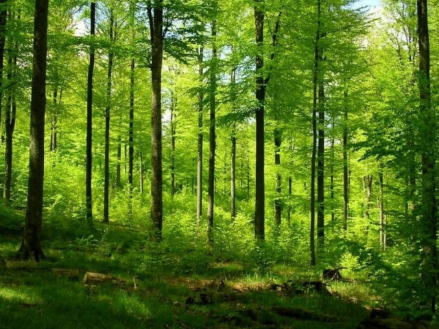 Και όμως: Τα δέντρα έχουν φωνή!