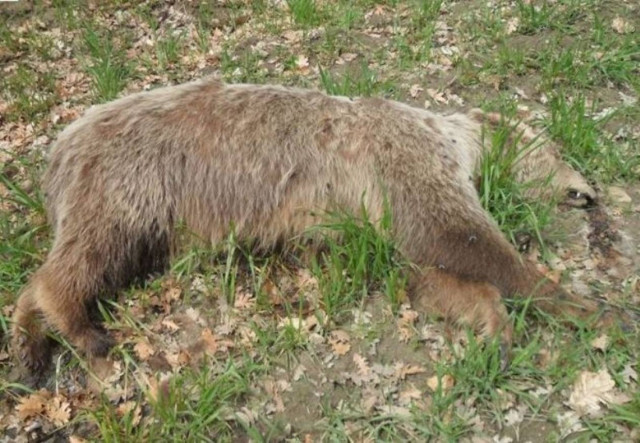 Κι άλλο ατύχημα με αρκούδα στην Εγνατία Οδό