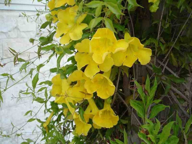 Πουλούσε φυτά με πλαστά χαρτονομίσματα