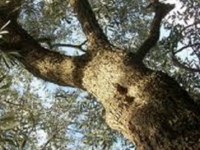 ΣΟΚ σην Κρήτη: Χτύπησε το κεφάλι του σε ελιά και πέθανε