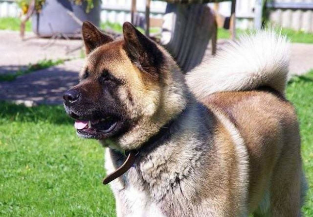 Τραγωδία: Σκύλος σκότωσε 5χρονο αγοράκι