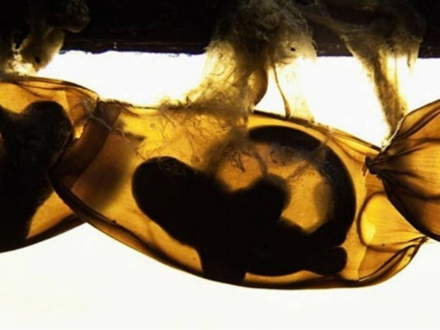 Μια απίστευτη αλήθεια που δεν ξέρετε για τους καρχαρίες