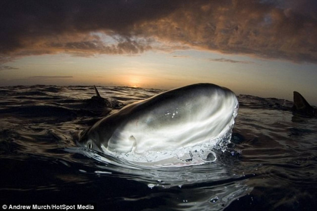 Μέσα στα σαγόνια του καρχαρία (pics)