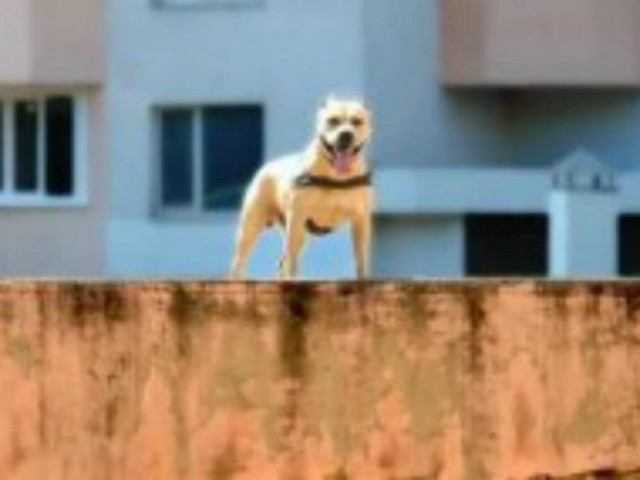 Βίντεο: Απίθανο πίτμπουλ κάνει… παρκούρ!