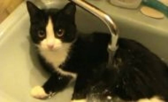 Βίντεο: Είπε κανείς ότι οι γάτες δεν αγαπάνε το... νερό;