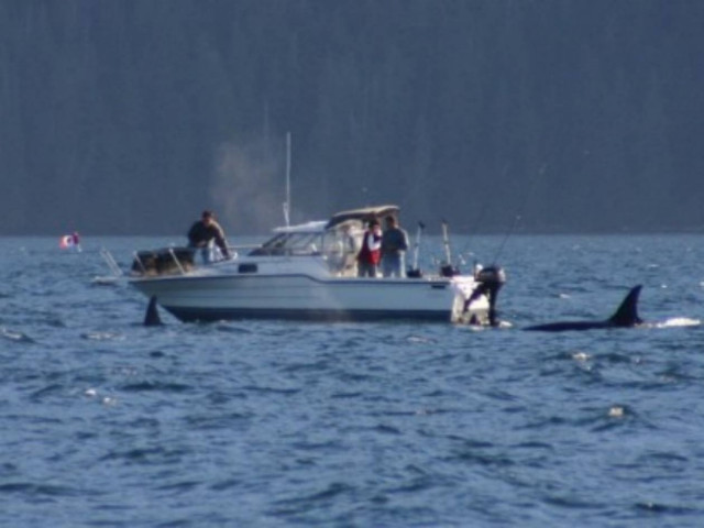 Εκπληκτικό: Φάλαινες συνοδεύουν ζευγάρι που γιορτάζει την επέτειό του