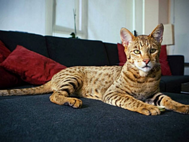 ΑΠΙΣΤΕΥΤΟ:Δείτε το σπανιότερο είδος γάτας αξίας 22.000 ευρώ