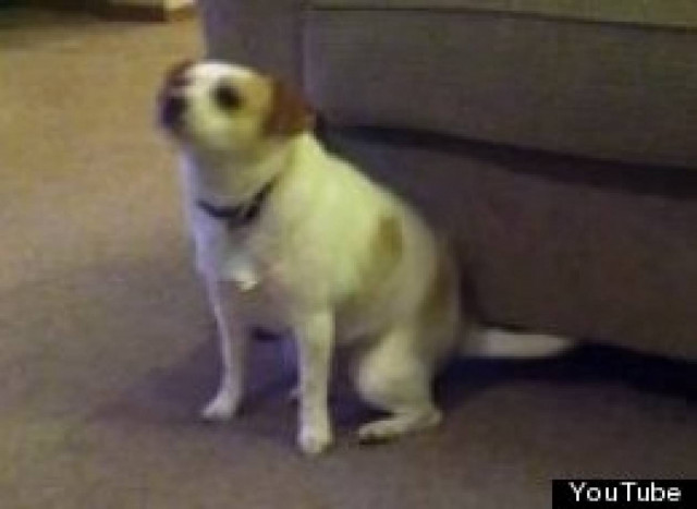 Βίντεο: Ο χορός του σκύλου που ξετρέλανε το YouTube