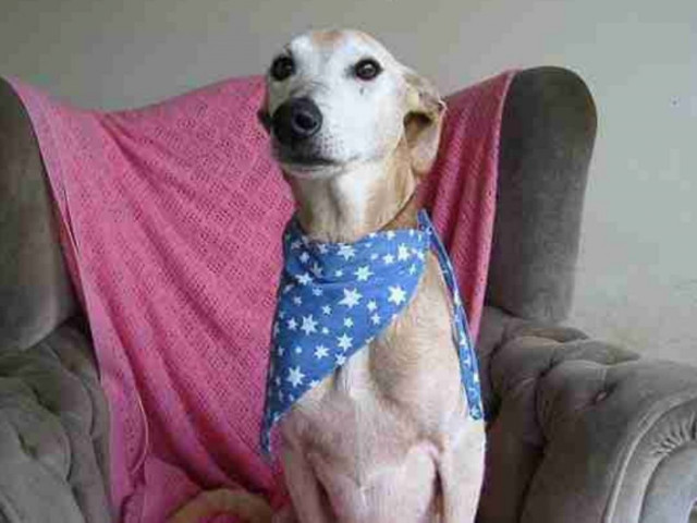 Έχεις σκύλο; Δεν θα πάθεις εύκολα καρδιακό επεισόδιο!