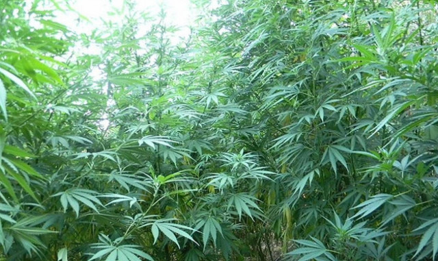 Καλλιεργούσε στην αυλή του πάνω από 250 δενδρύλλια κάνναβης