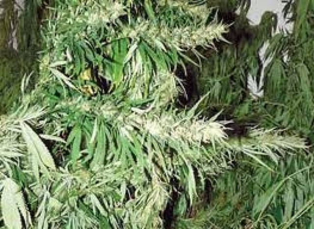 Χασισοφυτεία με 253 δενδρύλλια στις Σέρρες