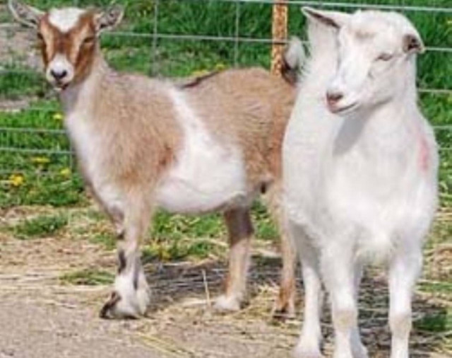 Δείτε για ποιο λόγο προσέλαβαν κατσίκες σε αεροδρόμιο