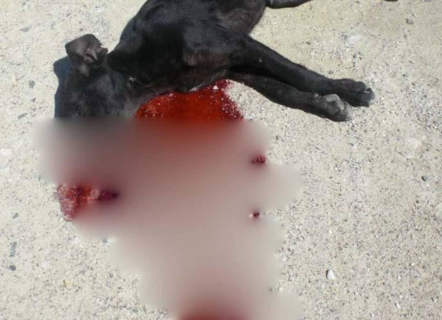 Ηλικιωμένος εκτέλεσε... εν ψυχρώ ένα αδέσποτο