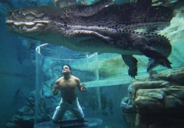 Έπεσε στα σαγόνια κροκόδειλου για να γλιτώσει από την Αστυνομία