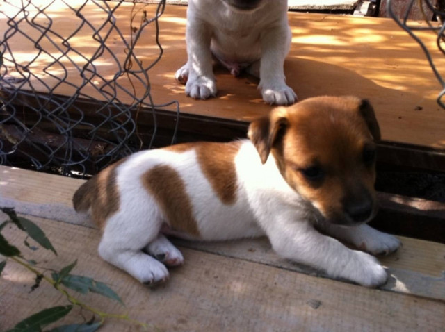 Έρευνα: Τα κατοικίδια προστατεύουν από την καρδιακή ανεπάρκεια