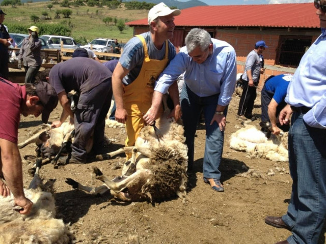 Υπουργός κουρεύει πρόβατα!