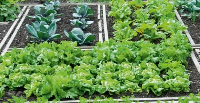 Δήμος Τρίπολης: Κλήρωση για τη διανομή των αγροτεμαχίων