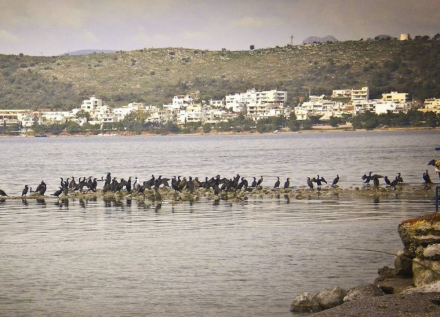 Παρέμβαση Ι.Τέντε για την προστασία αιγιαλών και δασών