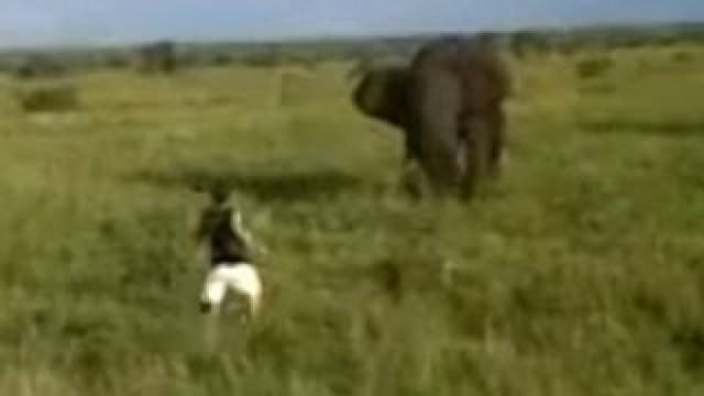 Βίντεο: Τι συμβαίνει όταν ένας μεθυσμένος συναντά έναν ελέφαντα