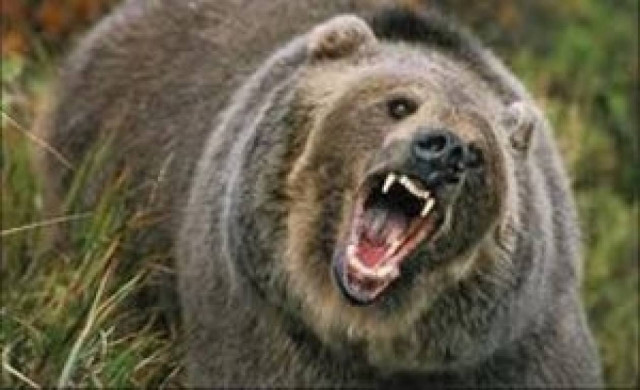 Αρκούδα εισέβαλε σε γήπεδο 5×5 στην Καστοριά