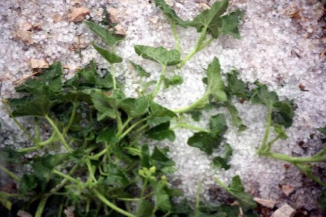 Χαλαζόπτωση κατέστρεψε καλλιέργειες στην Κρήτη