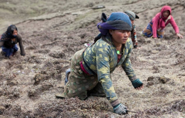 Ξεκίνησε το κυνήγι για το «βιάγκρα των Ιμαλαΐων»