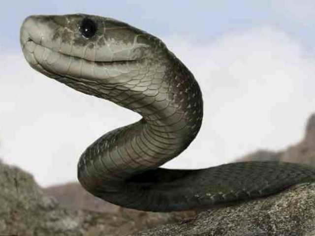 ΑΠΙΣΤΕΥΤΟ: 13 μηνών αγόρι μάσησε το κεφάλι δηλητηριώδους φιδιού