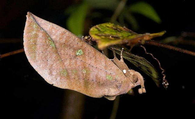 Πεταλούδα μεταμορφώνεται σε ξερό φύλλο! (pics)