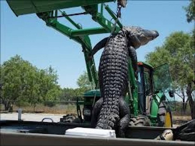 18χρονος έπιασε έναν τεράστιο κροκόδειλο - Δείτε τις εικόνες