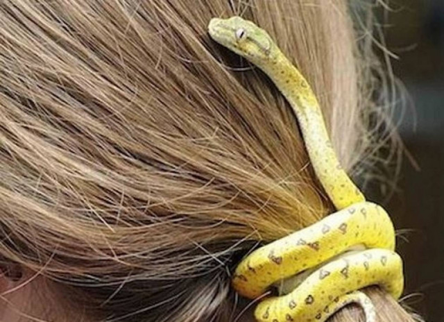 Κοκαλάκι για τα μαλλιά από πραγματικό πύθωνα