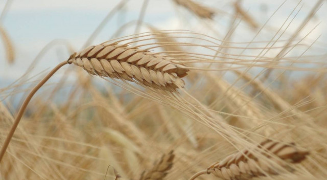 Το αγρόκτημα έκρυβε ένα μεγάλο μυστικό