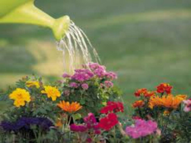 Απίστευτο: Διαρρήκτης μπήκε στο σπίτι... για να ποτίσει τα λουλούδια!