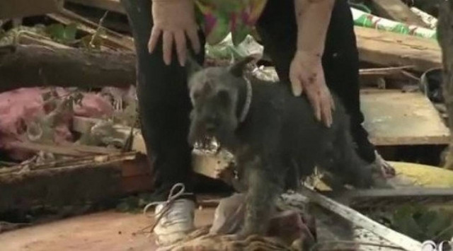 Συγκινητική ιστορία: Βρήκε το «φίλο» της μέσα στα συντρίμμια (βίντεο)