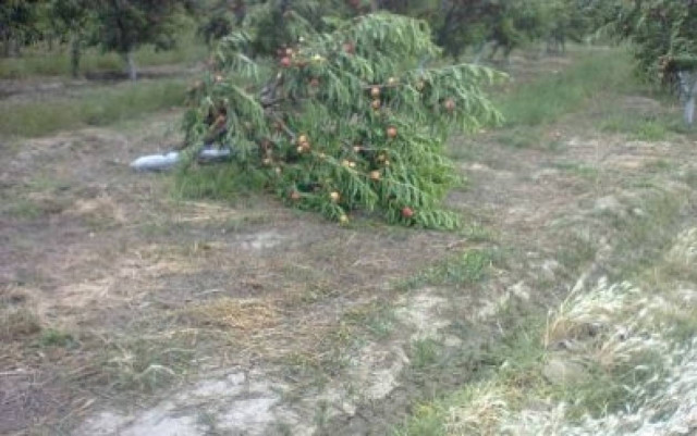 Φθιώτιδα: Καταστροφές στις καλλιέργειες από τους ισχυρούς ανέμους