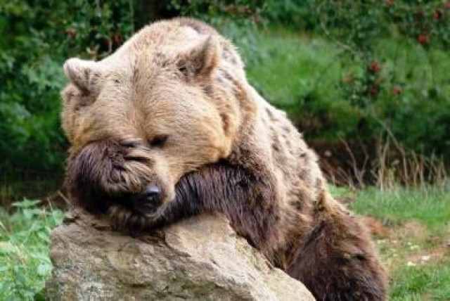 Ημερίδα για τις πρώτες βοήθειες σε τραυματισμένα άγρια ζώα!