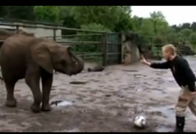 Eλέφαντας προβλέπει τον νικητή του Champions League! (vid)