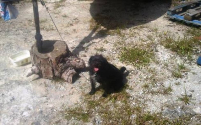 Καταγγελία για βασανιστήρια ζώων στη Ρόδο