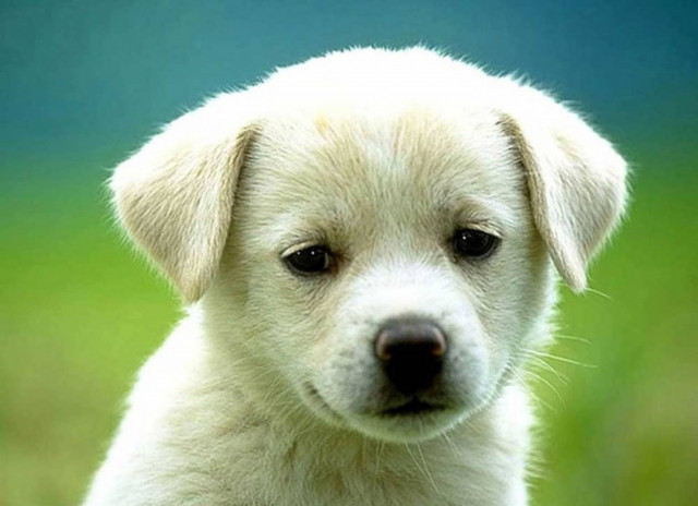 Υιοθετούσε κουταβάκια για να τα σκοτώνει