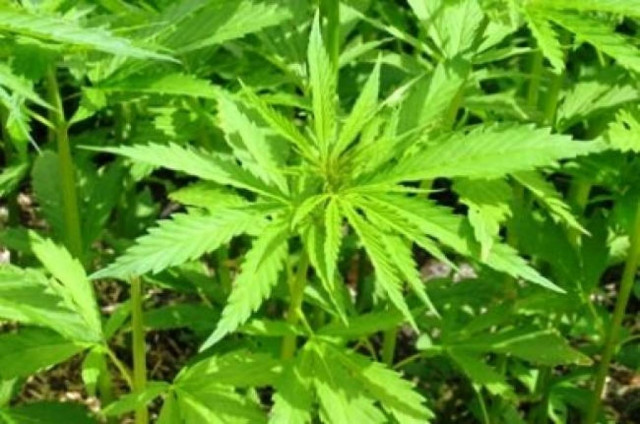 Απίστευτο: Καλλιεργούσε ναρκωτικά μέσα στο ορυχείο της ΔΕΗ