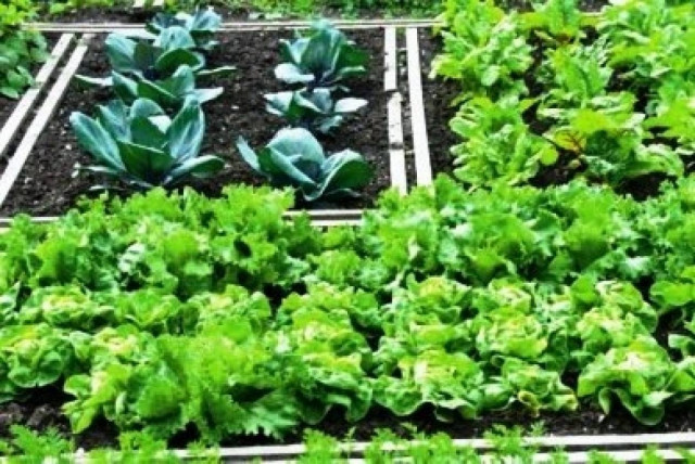 Θεσσαλονίκη: Διανομή λαχανόκηπων σε άνεργους