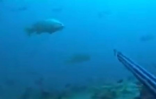 Βίντεο: Ο ψαροντουφεκάς λογάριαζε χωρίς τον ξενοδόχο...