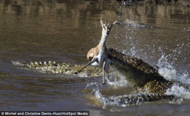 Κροκόδειλος κατασπαράσσει γαζέλα (pics)