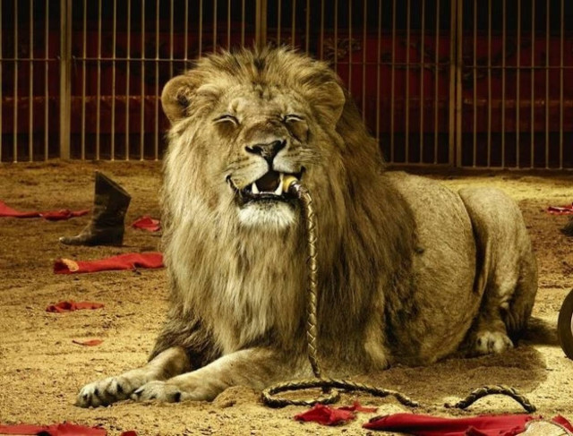 Ανέκδοτο: Ο θηριοδαμαστής!